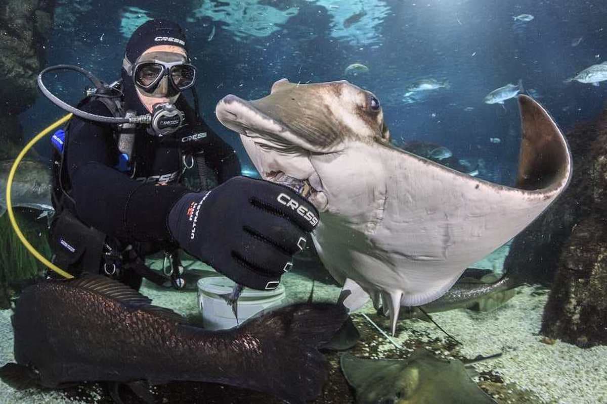 Aquarium de Barcelona 3