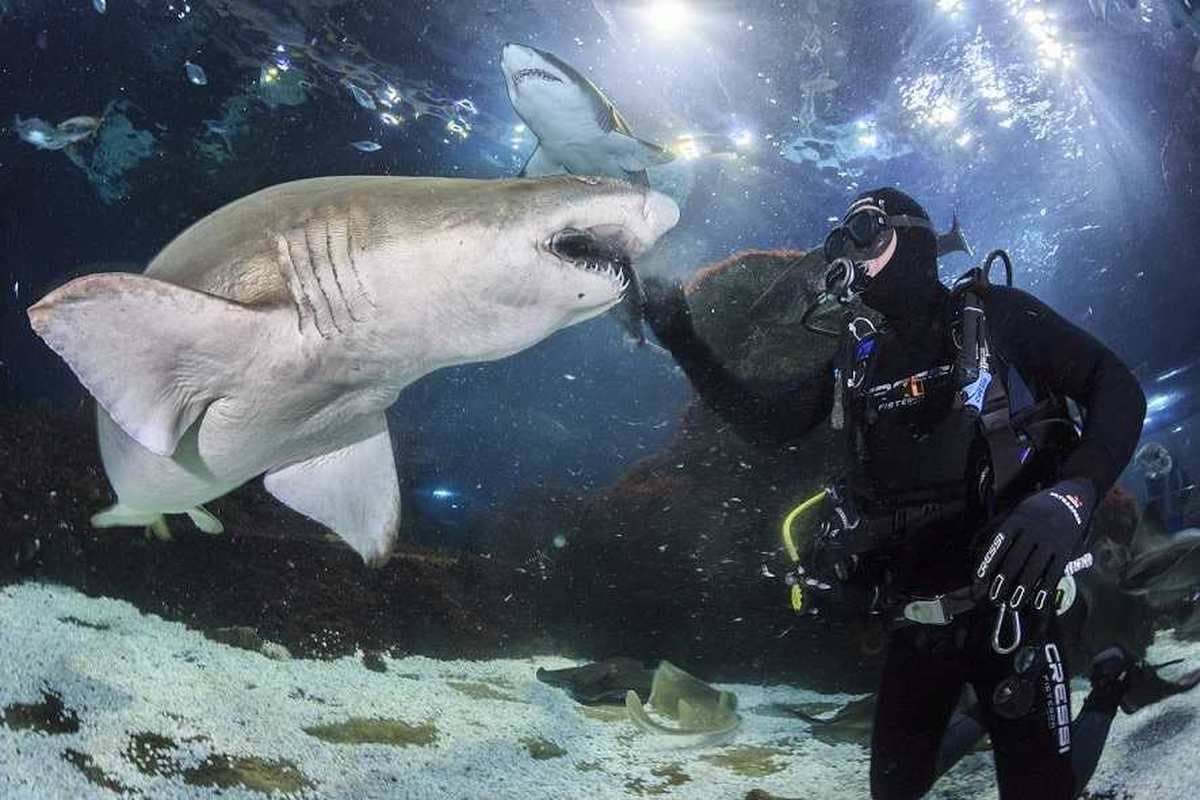 Aquarium de Barcelona 4
