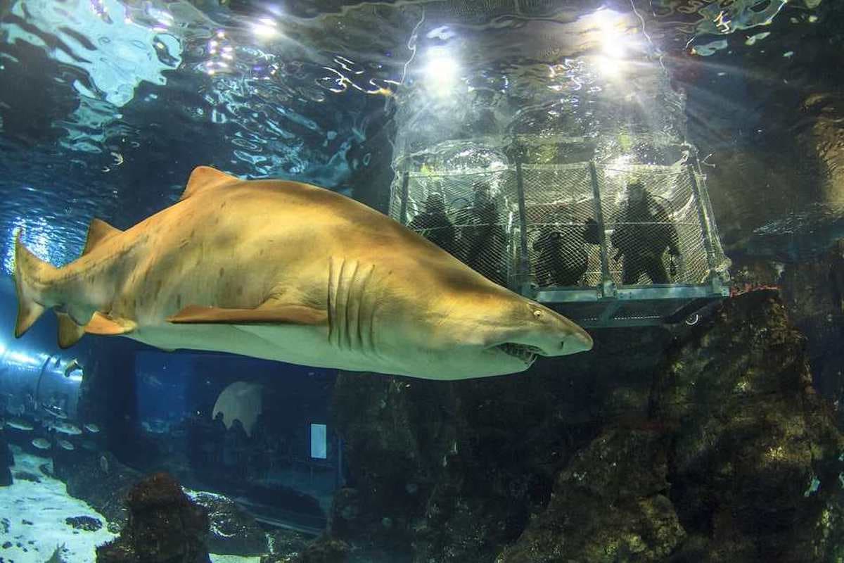Aquarium de Barcelona 5