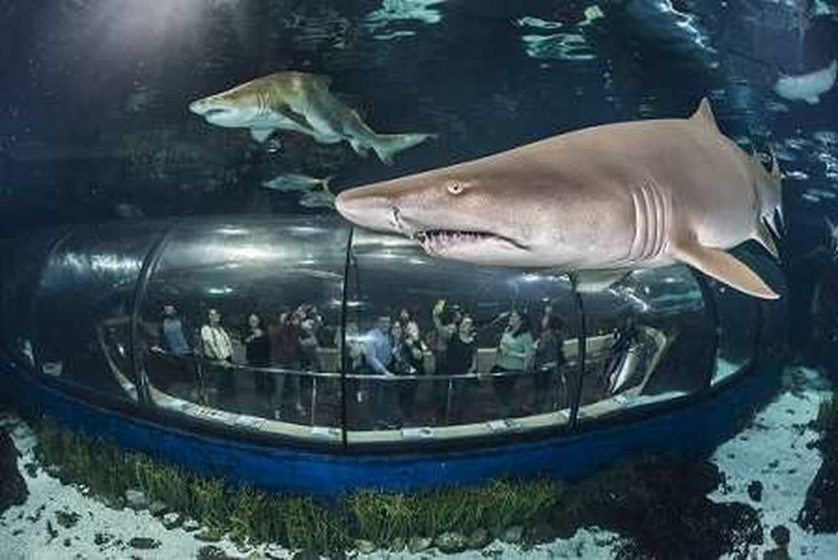 Barcelona Aquarium 5