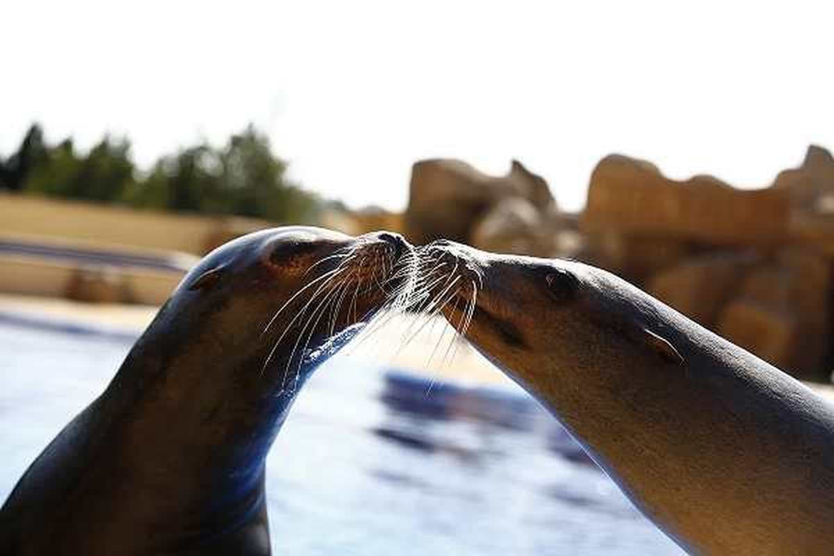 Marineland delfinari & parc acuátic 5