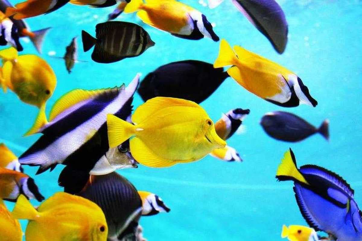 Barcelona Aquarium 2